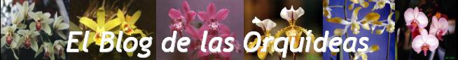 El Blog de la orquídeas.